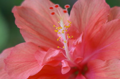 IBISCO: un fiore dai preziosi benefici